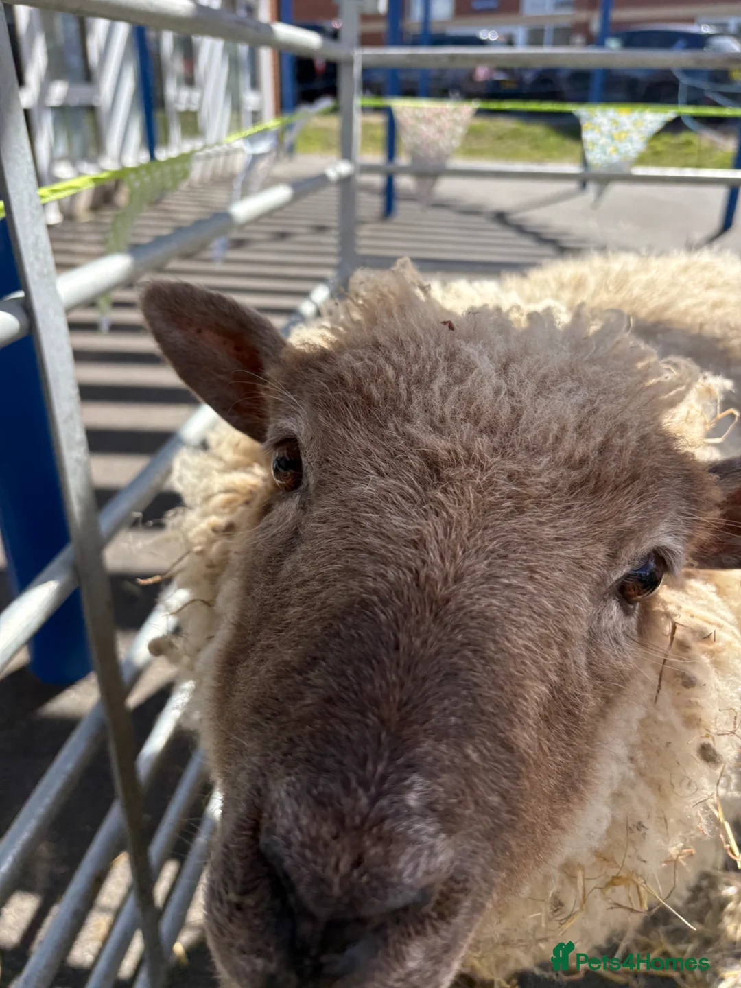 Sheep livestock for sale: Friendly Sheep for sale - Advert 1