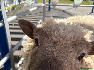 Sheep livestock Friendly Sheep for sale - Advert 4