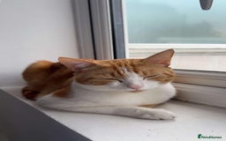 Domestic Shorthair cats for sale: Playful & Affectionate Cat free to good home - Image 4