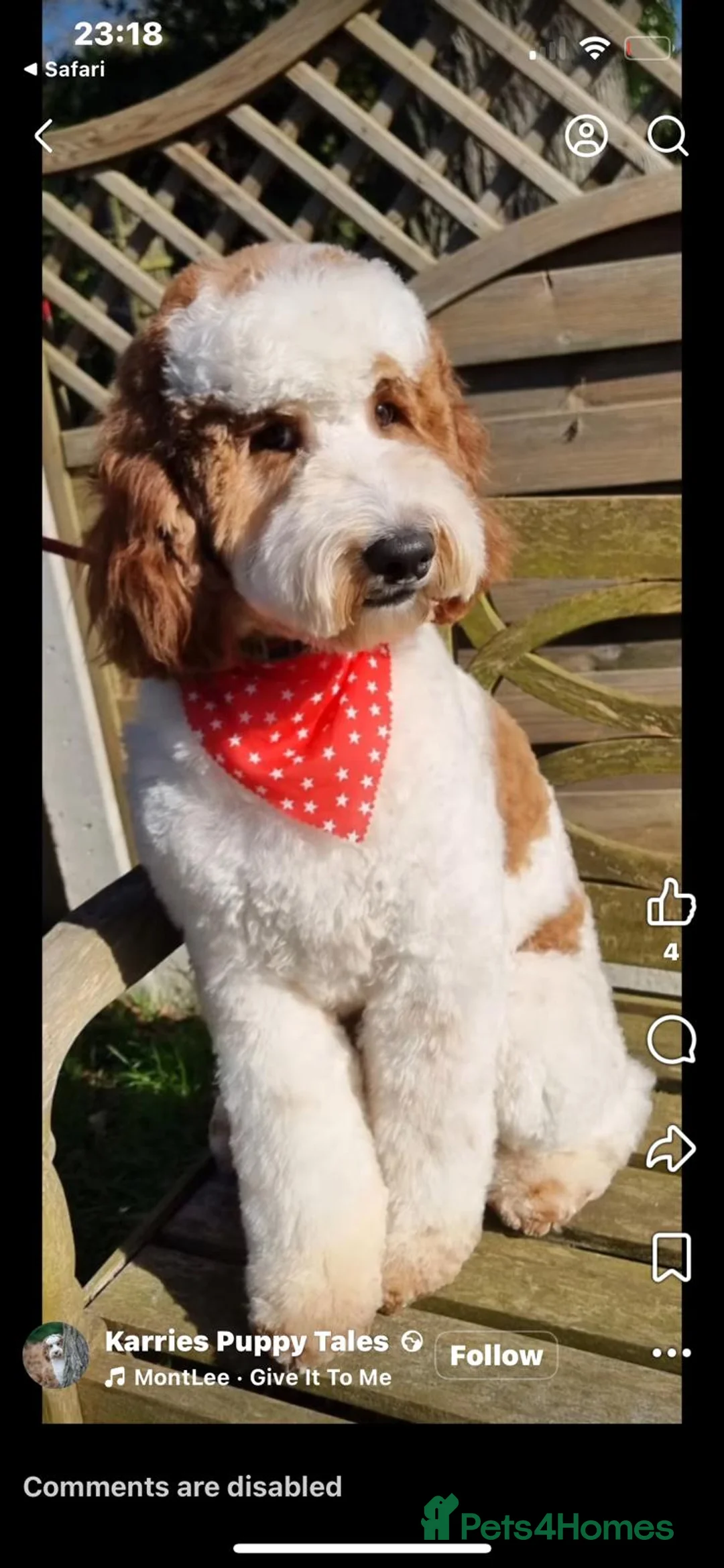 Australian Labradoodle dogs for sale: Stunning Red Australian Labradoodle puppies  - Advert 21