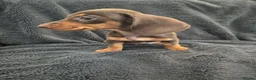 Miniature Dachshund dogs for sale: Miniature Dachshund READY NOW - Advert 32