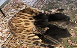 Bengal cats for sale: Bengal Cross Kittens - Image 4