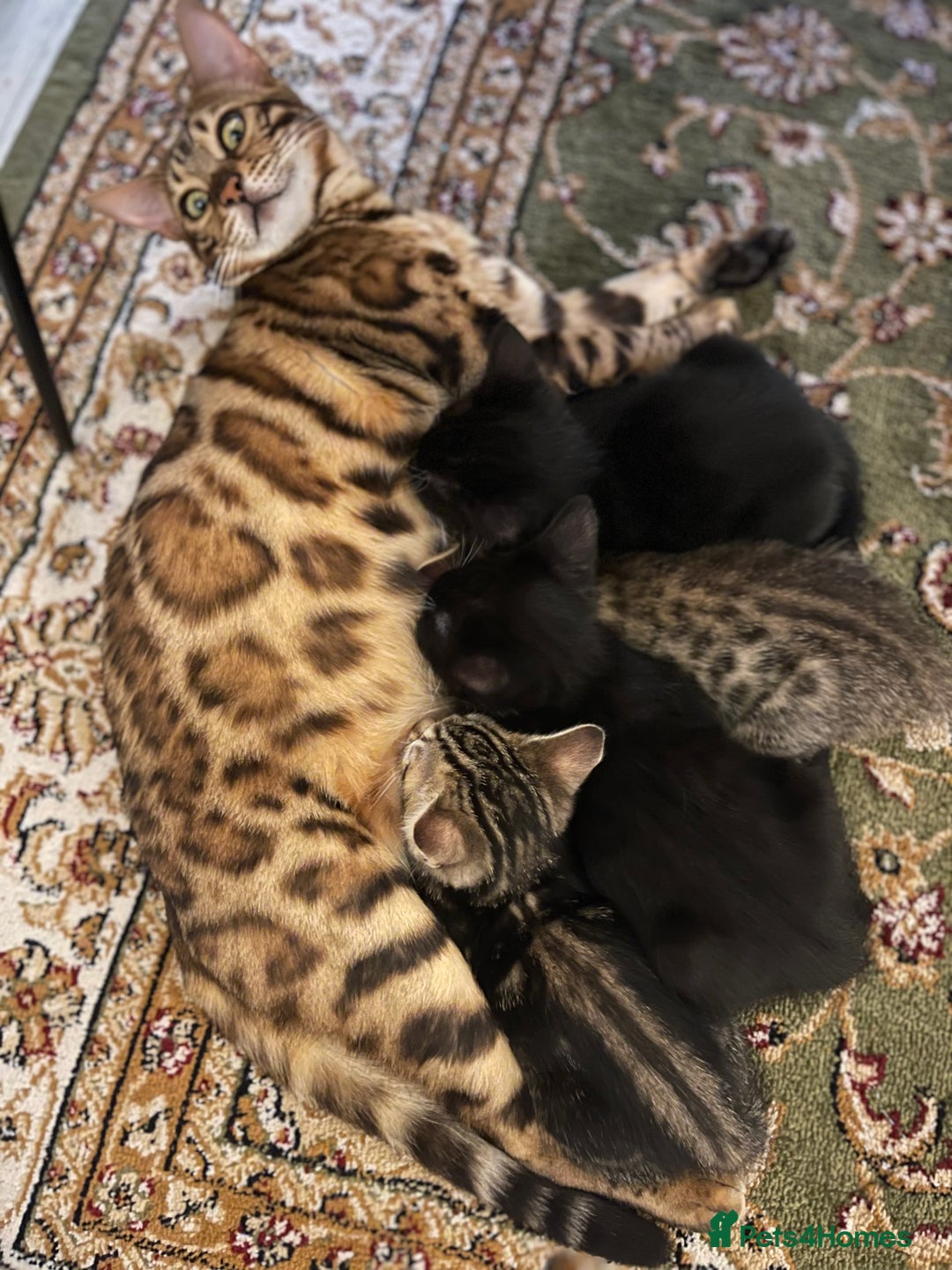 Bengal cats for sale: Bengal Cross Kittens - Image 4