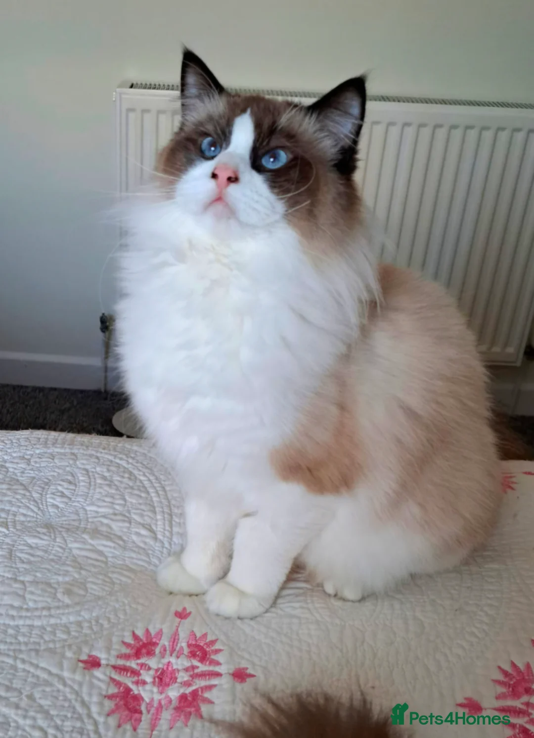 Ragdoll cats for sale: Premium Seal Bicolour  Ragdoll Boys 💖💖💖 - Advert 8