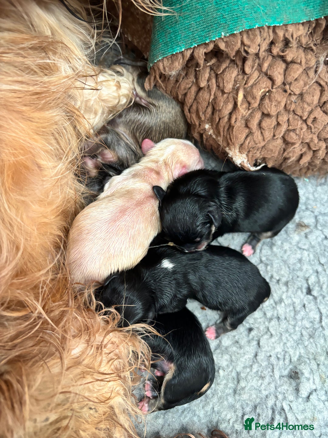 Mixed Breed dogs for sale: Fluffy Lhasa X Puppies – Family Raised! - Image 19