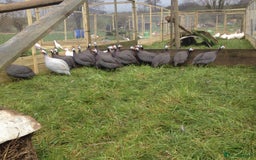 Mixed Breed birds for sale: Guinea Fowl  - Image 3