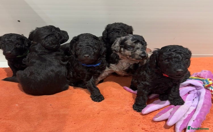 Labradoodle dogs - Advert 4