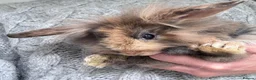 Mini Lion Lop rabbits for sale: £25 Mini lop lion mane long haired - Advert 11