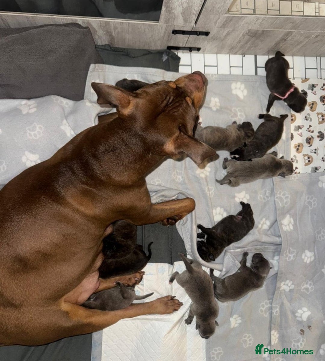 American Bully dogs for sale: American bully  - Advert 3