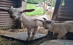 Goats livestock for sale: Twin dairy goats - Image 7