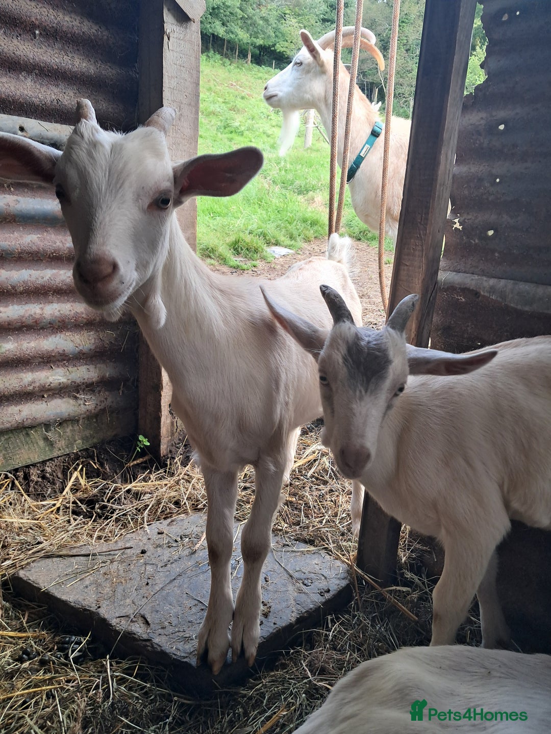Goats livestock for sale: Twin dairy goats - Image 7