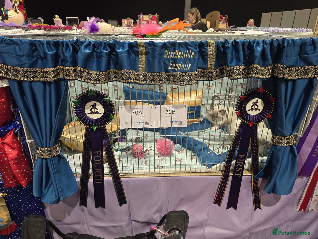 Ragdoll cats for sale: GCCF Registered. Grand Champion Bloodlines. - Advert 36