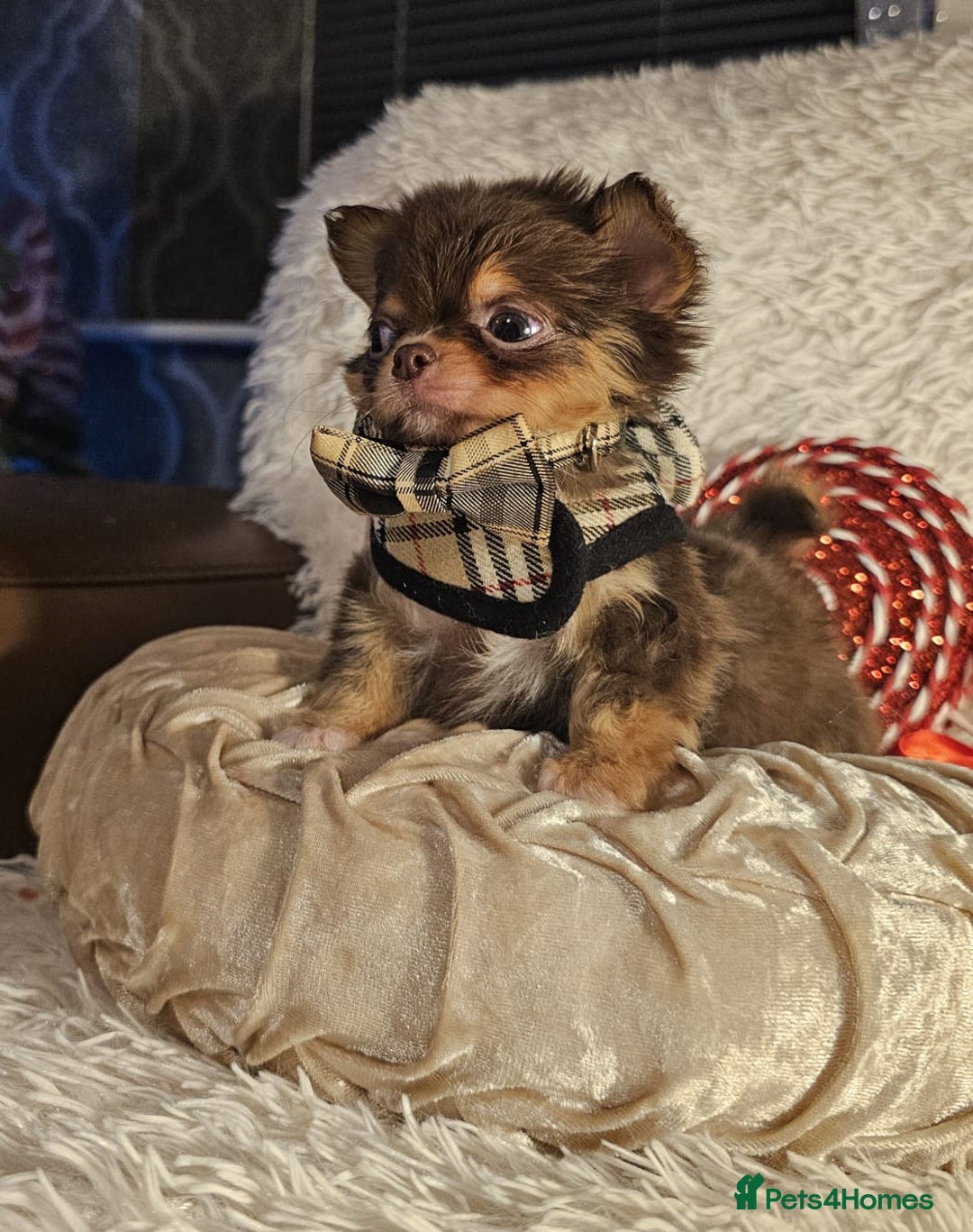 Chihuahua dogs for sale: Xx gorgeous chocolate longcoat chihuahua puppy Xx - Advert 10