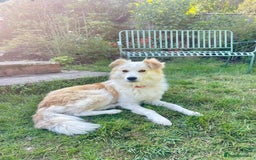 Mixed Breed dogs for adoption: 😎Zuko😎 for adoption, fostered in DONCASTER - Image 2