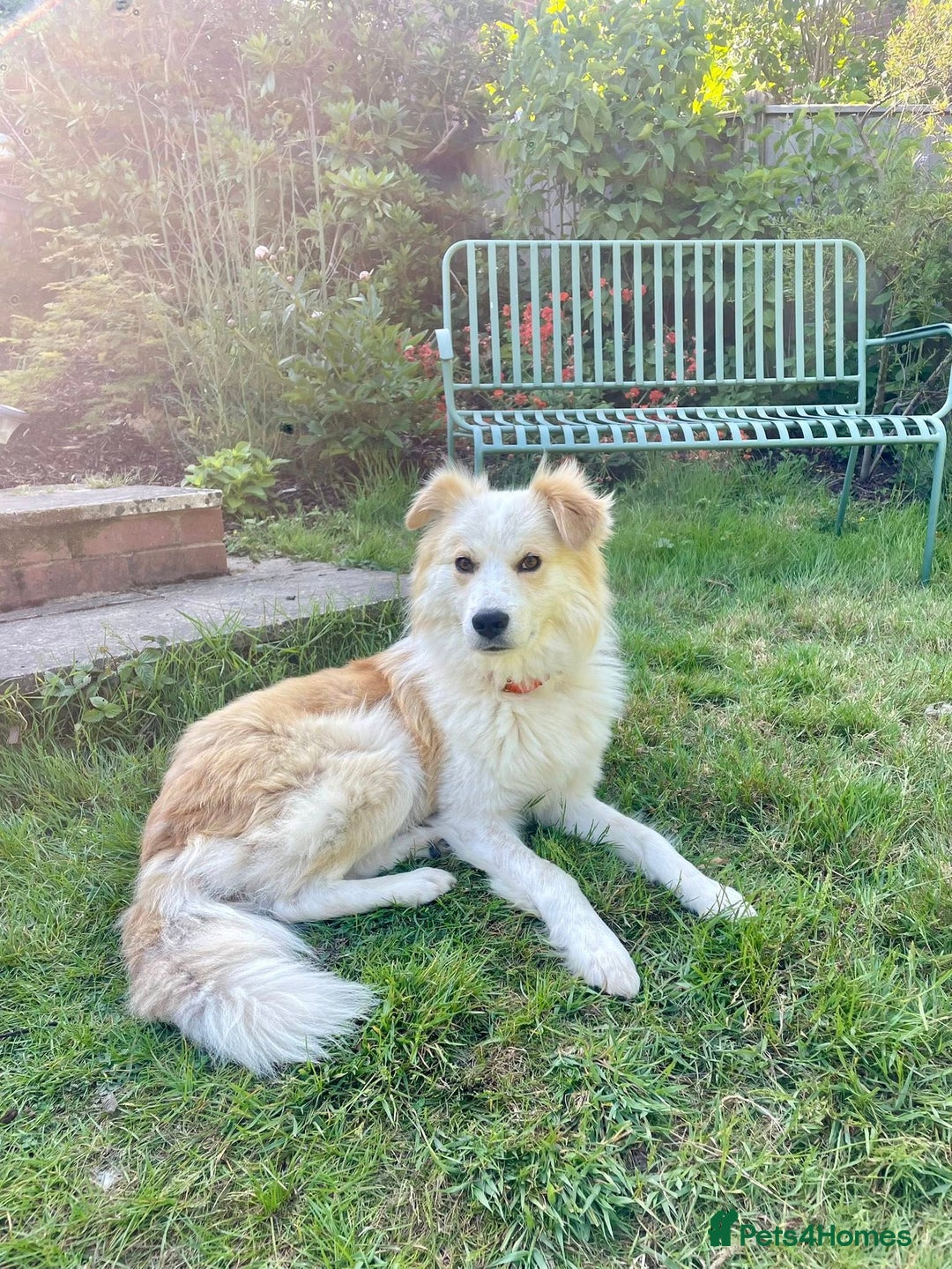 Mixed Breed dogs for adoption: 😎Zuko😎 for adoption, fostered in DONCASTER - Image 2