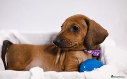 Dachshund dogs for sale: Standard champion bred dachshunds  - Image 1