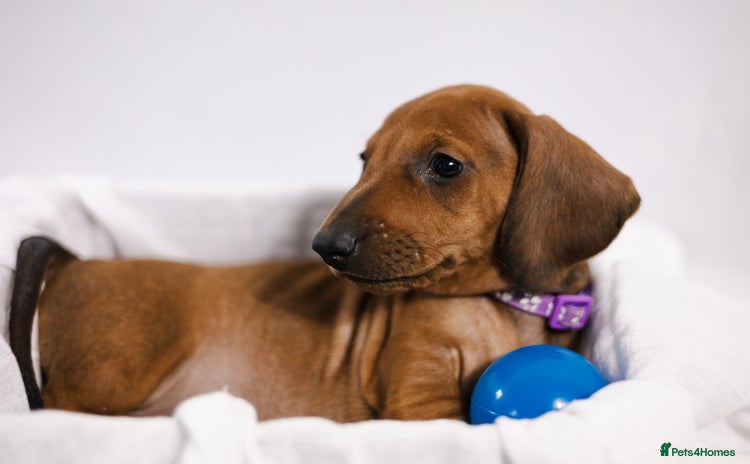 Dachshund dogs - Advert 2