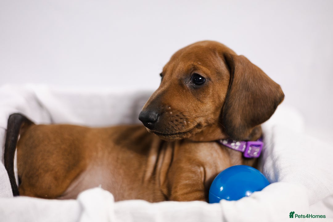 Dachshund dogs for sale: Standard champion bred dachshunds  - Image 1