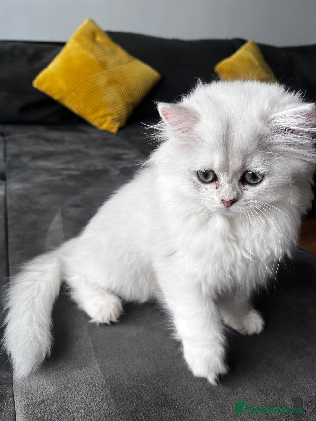 British Longhair cats for sale: ✨ Three adorable British Short/longhair kittens  - Image 27