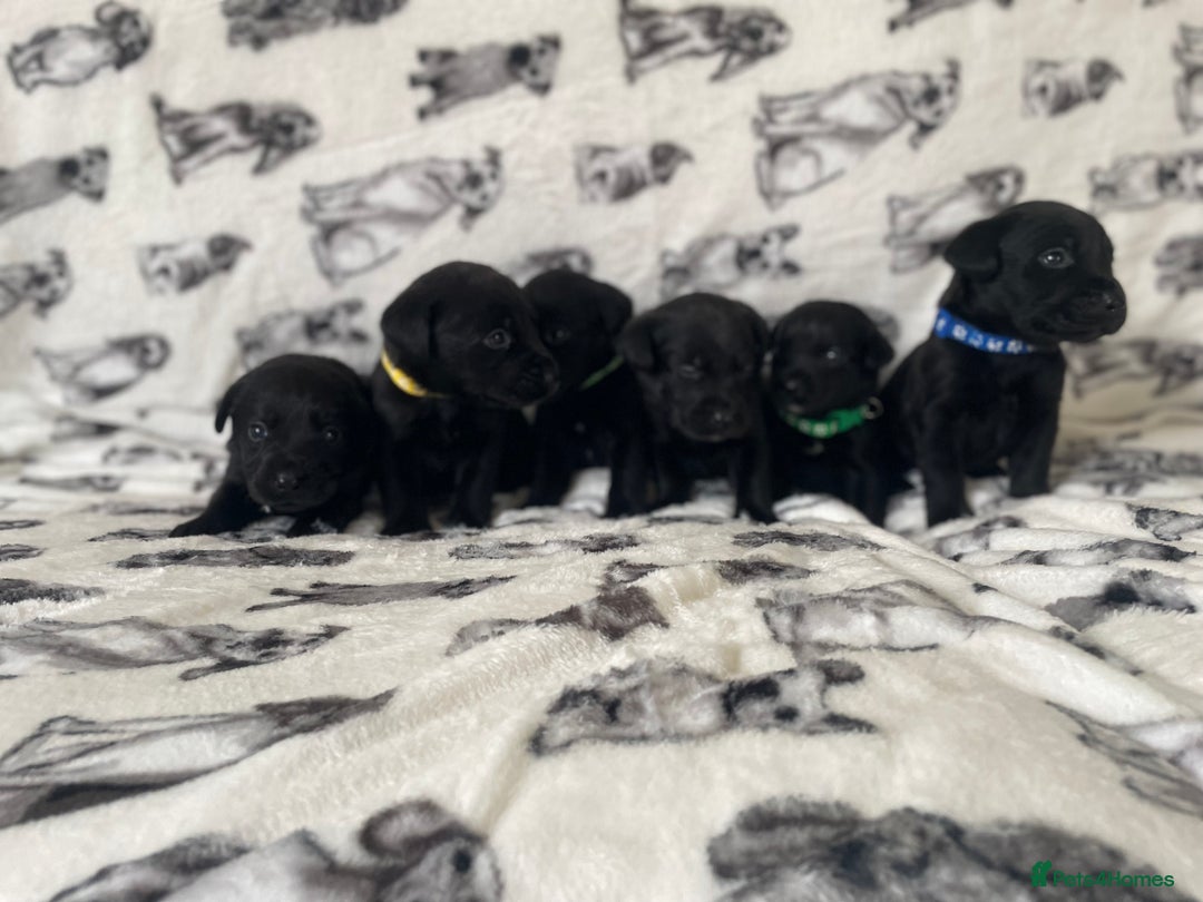 Labrador Retriever dogs for sale: Beautiful Labrador puppy’s  - Advert 9