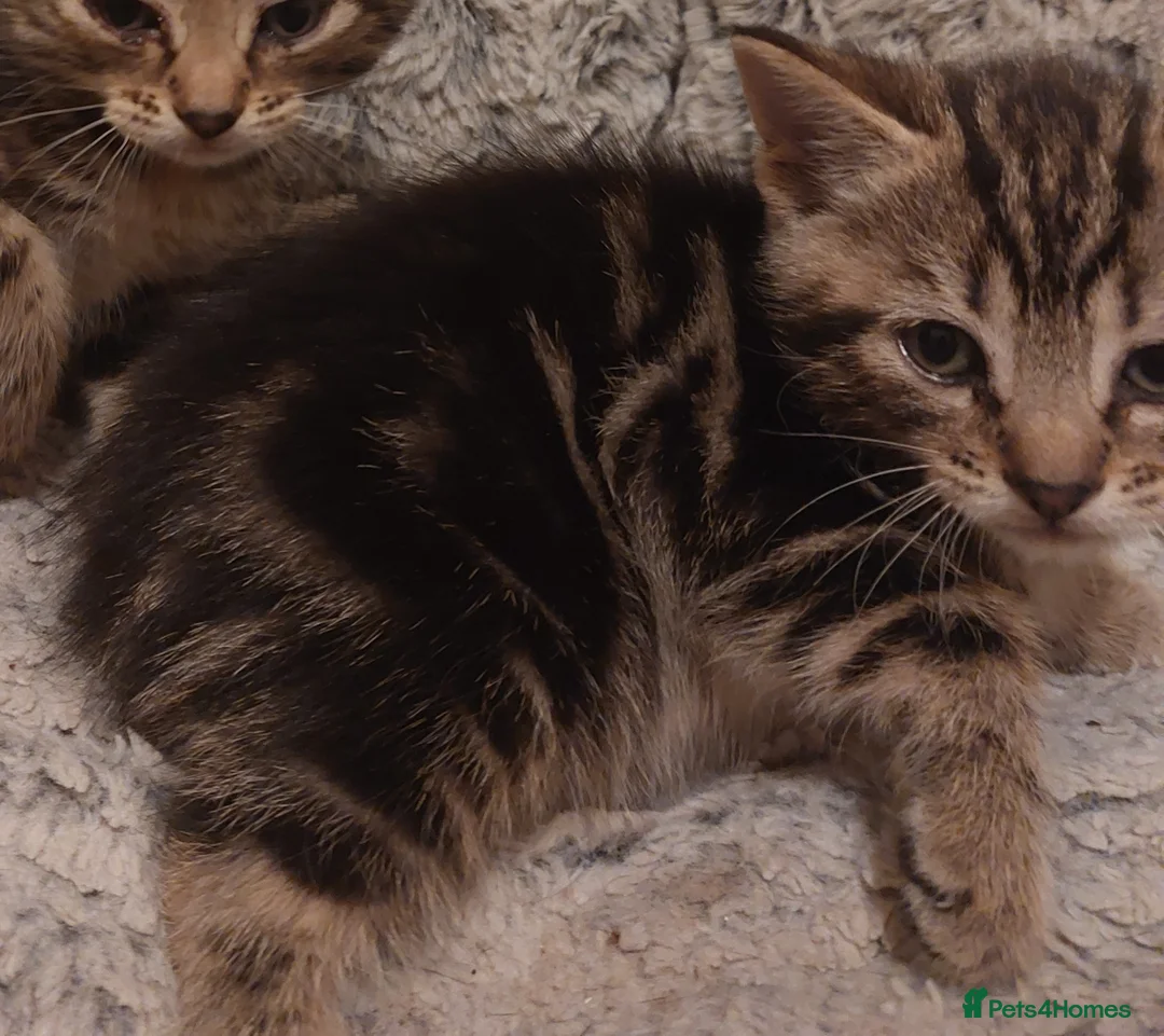 Mixed Breed cats for sale: One little boy left - Advert 1