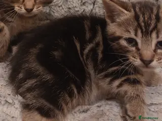 Mixed Breed cats One little boy left - Advert 1