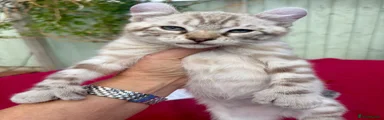 Keetso polydactyl curled eared female 