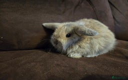 Mini Lop rabbits for sale: Beautiful mini lops  - Image 4