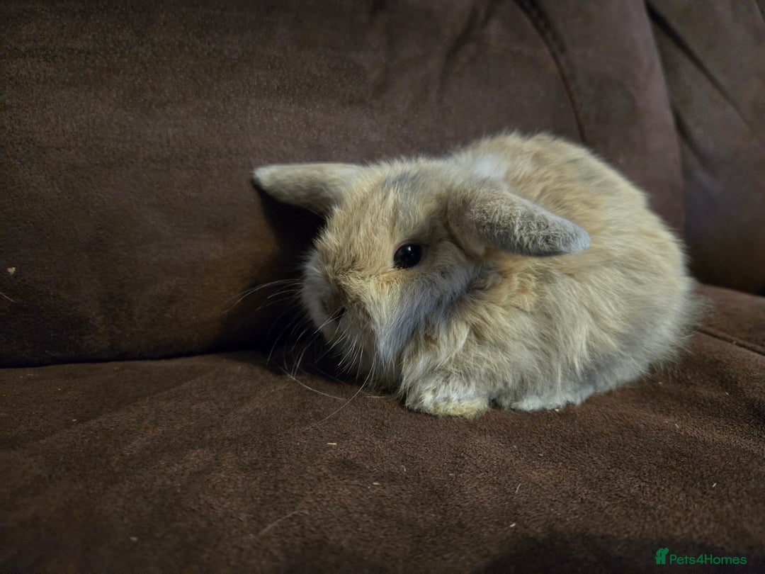 Mini Lop rabbits for sale: Beautiful mini lops  - Image 4