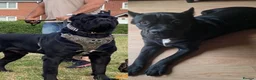 Cane Corso dogs for stud: Presenting MASSIMO MARCELLO for Stud in Stafford - Advert 2