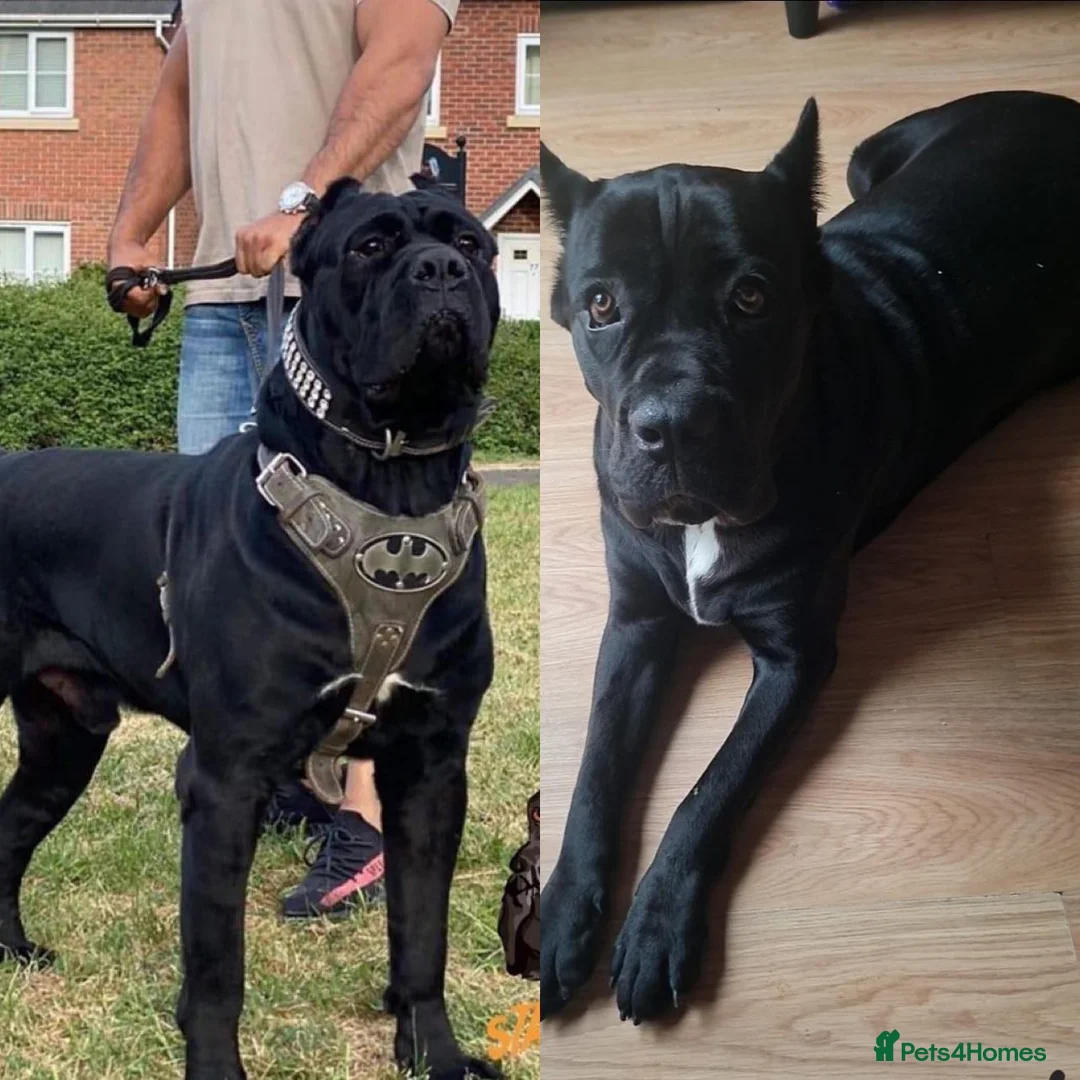 Cane Corso dogs for stud: Presenting MASSIMO MARCELLO for Stud in Stafford - Advert 2