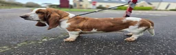 Basset Hound dogs for stud: Red & White KC REG Basset Hound Proven Stud - Advert 4