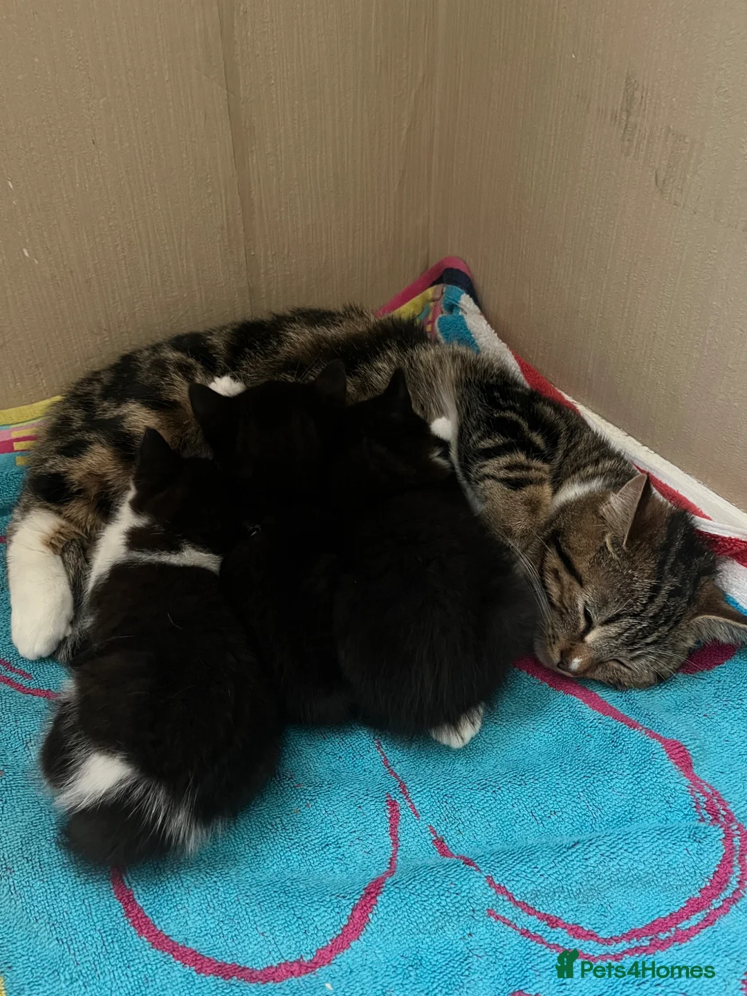 Mixed Breed cats for sale: 3 black and white female kittens  - Advert 1