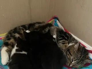 Mixed Breed cats 3 black and white female kittens - Advert 1