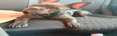 French Bulldog 1