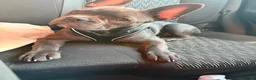 French Bulldog dogs for sale: French Bulldog Puppy Looking for a Loving Home in London - Advert 2