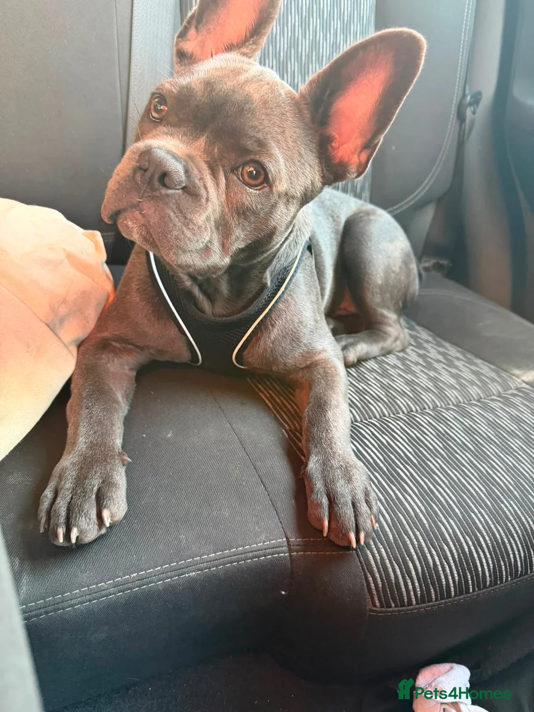 French Bulldog dogs for sale: French Bulldog Puppy Looking for a Loving Home in London - Advert 2