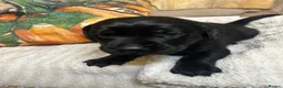 Labrador Retriever dogs for sale: Nine little puppies Nine gorgeous personalities 🐶 - Advert 17