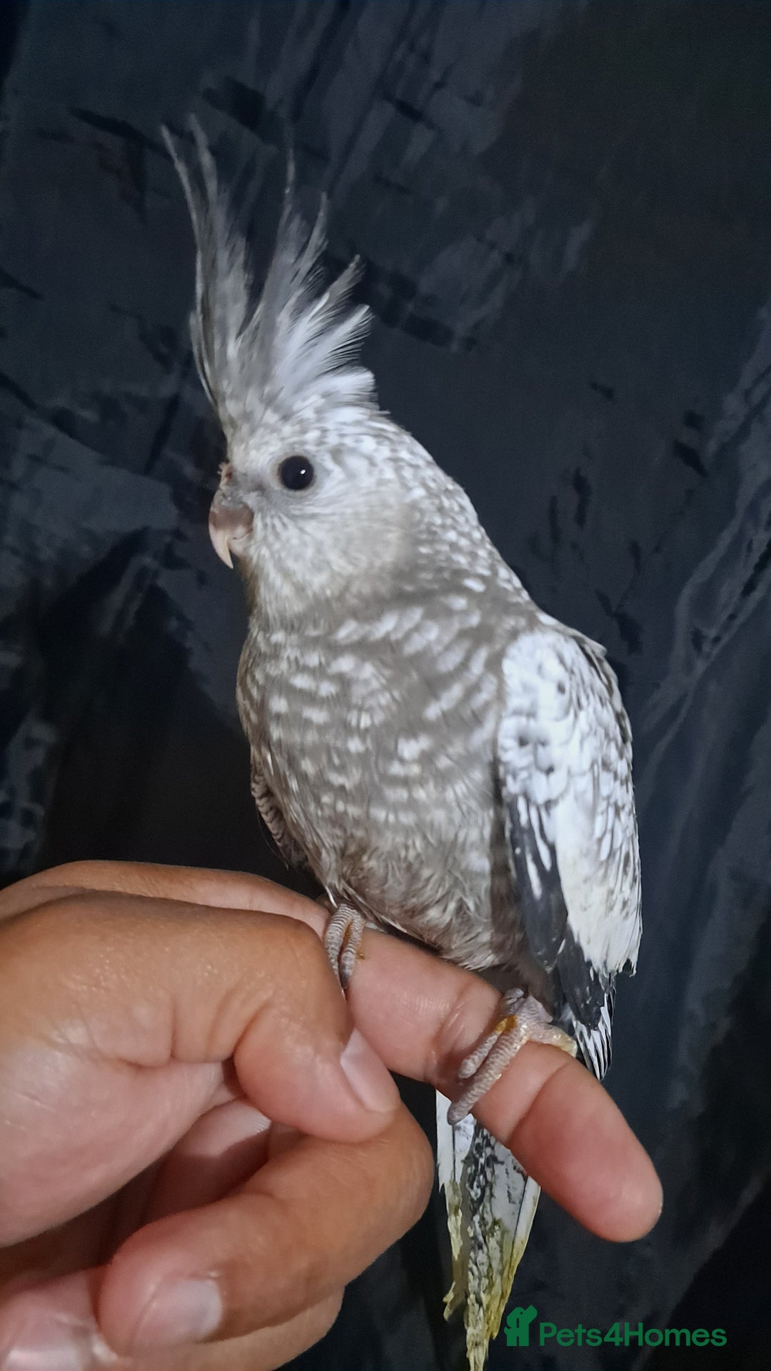 Cockatiels birds for sale: Silly hand tamed baby cockatiels for sale  - Advert 3