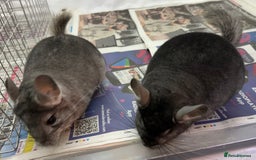 Chinchilla rodents for sale: Billy & Bobby, fabulous standard brothers, v.tame - Advert 4