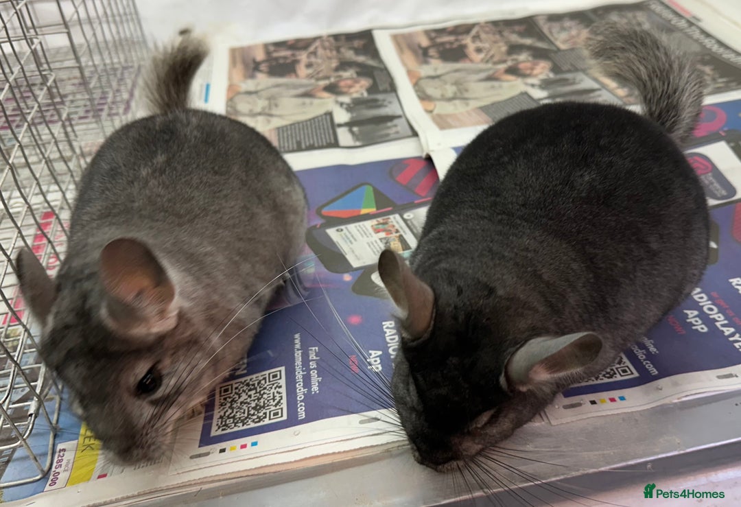Chinchilla rodents for sale: Billy & Bobby, fabulous standard brothers, v.tame - Advert 4