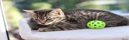 Mixed Breed cats for sale: Tabby Kittens Ready SOON - Advert 15