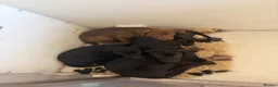 Mixed Breed dogs for sale: Labrador cross puppies  - Advert 10