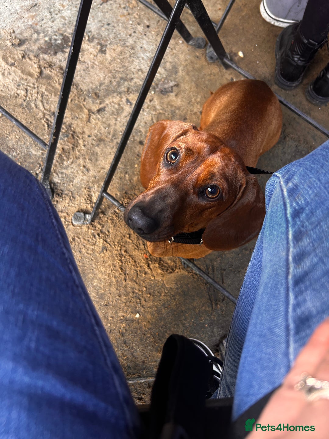 Miniature Dachshund dogs for sale: Red Dashchund  - Advert 1