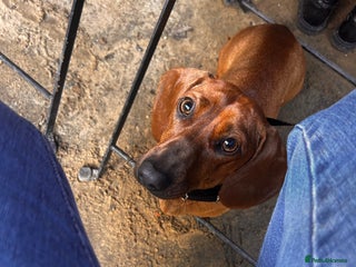 Miniature Dachshund dogs Red Dashchund - Advert 1