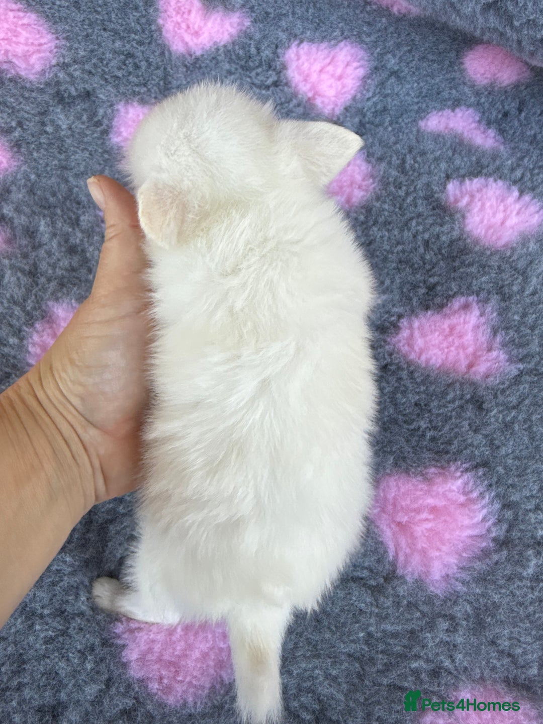 Pomchi dogs for sale: Super TINY white chihuahua x Korean Pom READY NOW - Image 2