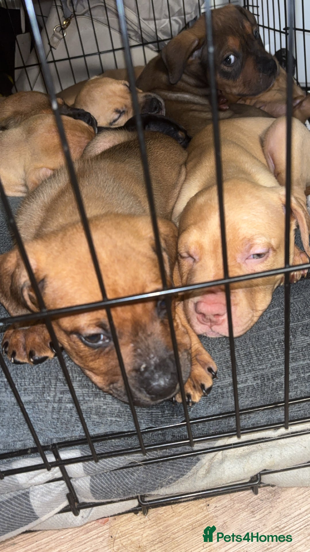 Mixed Breed dogs for sale: mastiffxrottweiler available now last 3 girls left - Advert 22