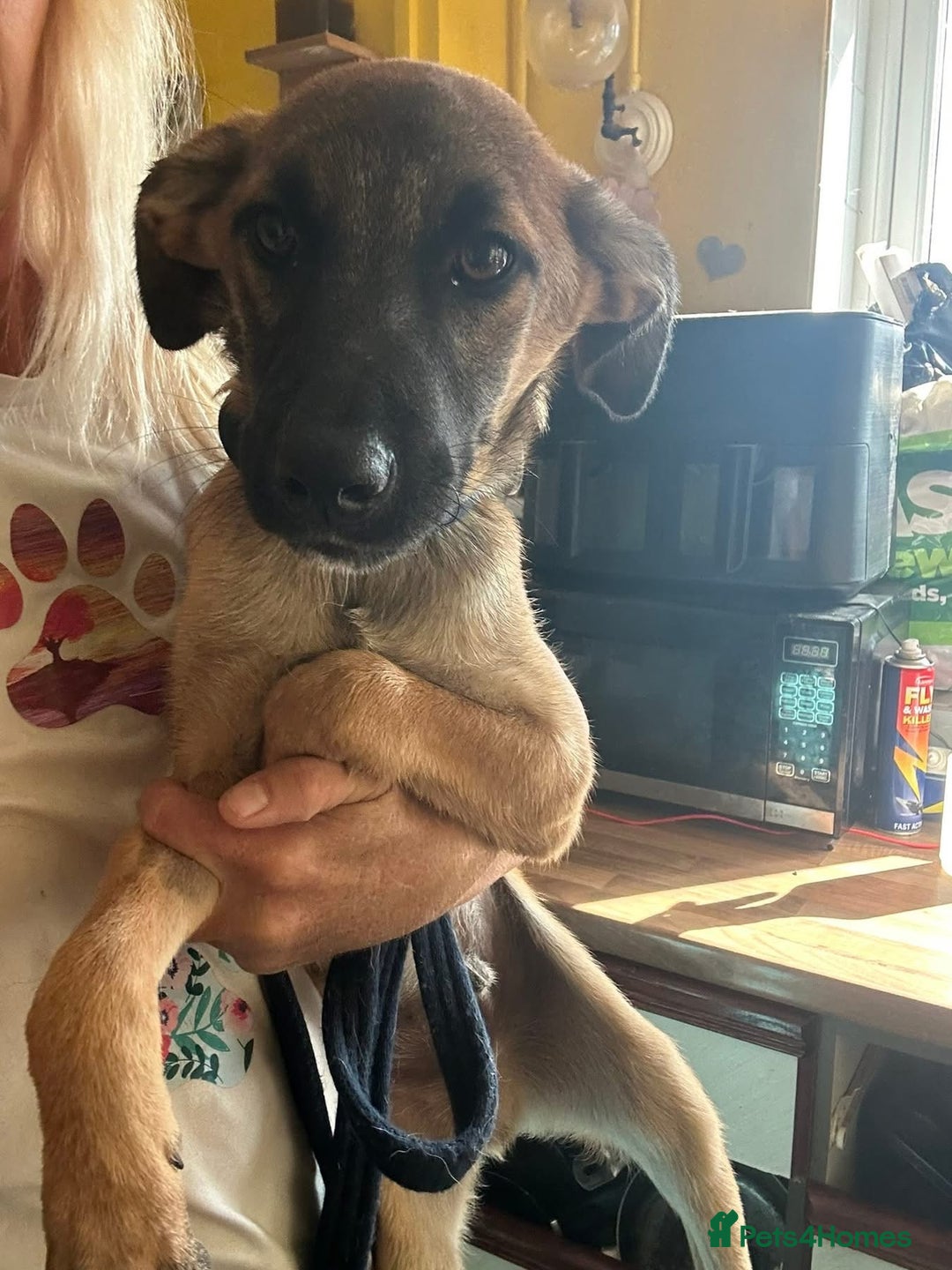 Mixed Breed dogs for adoption: Dorito - Norwich Norfolk  - Image 3