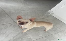 French Bulldog dogs for sale: Platinum L4 Flurry Carrier French Bulldog - Image 2