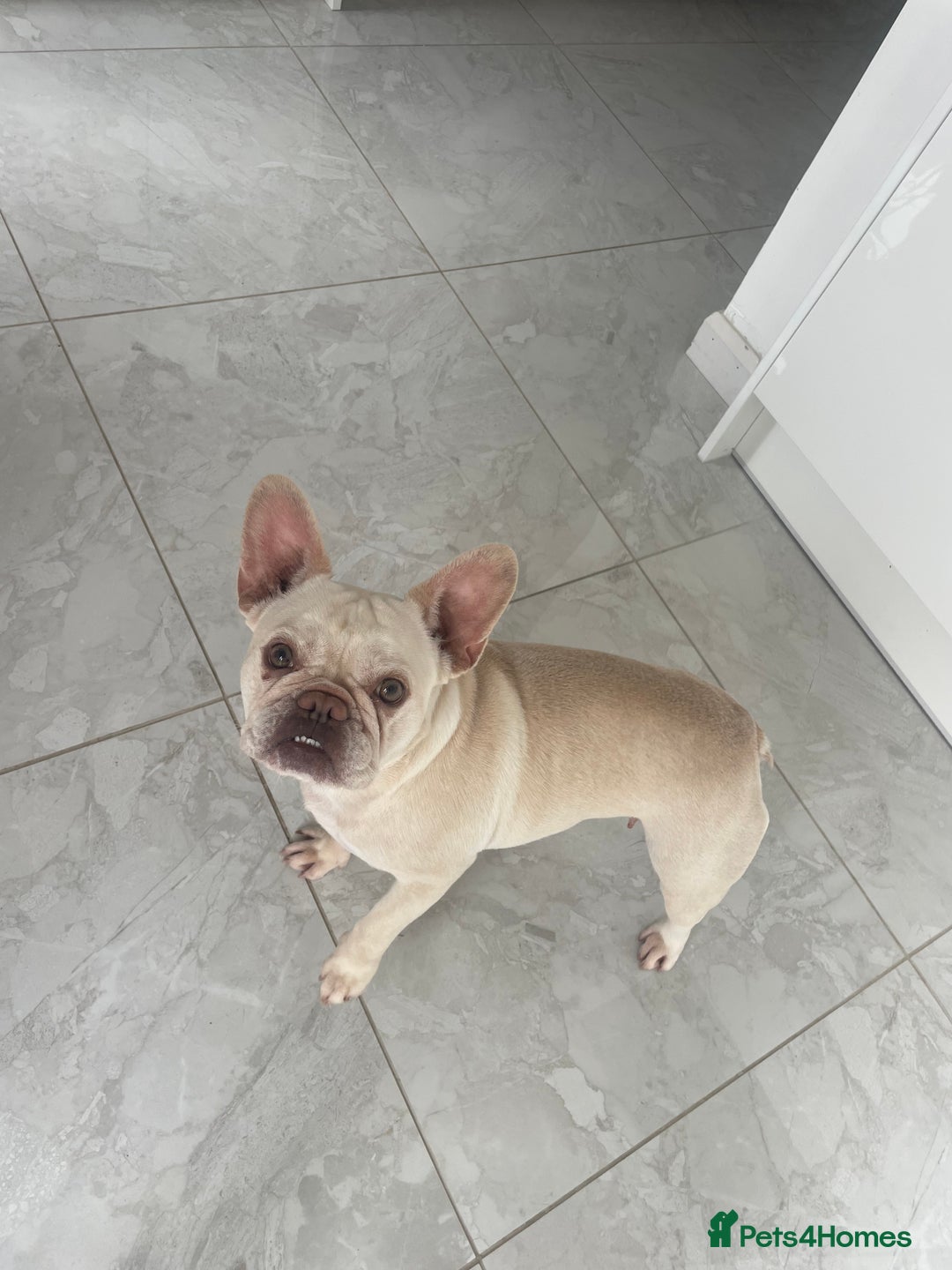 French Bulldog dogs for sale: Platinum L4 Flurry Carrier French Bulldog - Image 2